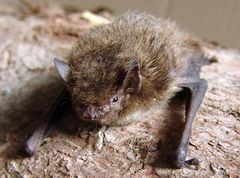 Karlik większy. Fot. Mnolf. Źródło: Commons Wikimedia