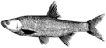 Miniatura wersji z 13:54, 31 sty 2015