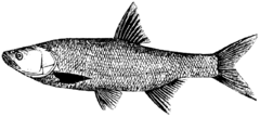 Boleń. Źródło: Commons Wikimedia