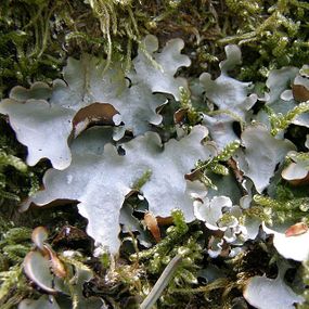 Nibypłucnik (Cetrelia sp.). Fot. Dariusz Kubiak.