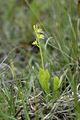 Miniatura wersji z 13:56, 31 sty 2015