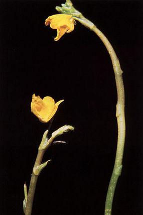 Kwiaty pływacza drobnego. Autor: Joe F. Duft Quelle: www.plants.usda.gov. Źródło: Commons Wikimedia