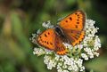 Miniatura wersji z 13:56, 31 sty 2015