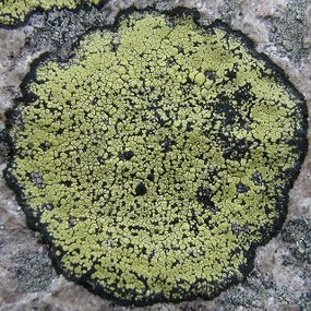 Wzorzec geograficzny. Fot. Bot dk. Źródło: Commons Wikimedia