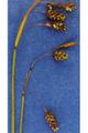 Miniatura wersji z 22:26, 24 sty 2015