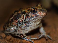 Grzebiuszka ziemna. Fot. Alexandre Roux. Źródło: fieldherping.eu
