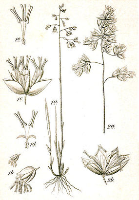 Turówka leśna (po prawej). Autor: Johann Georg Sturm. Źródło: Commons Wikimedia